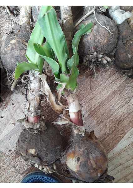 Yerli Amaryllis Çiçeği Soğanı.hatun Çiçeği Soğanı .. Yeni Mahsul..renk Fotodakinin Aynısıdır.. fiyatları