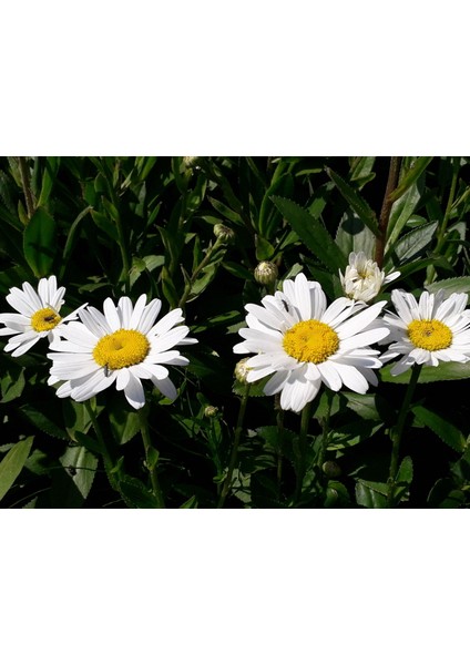 Beyaz Papatya Çiçeği 3 Adet modelleri