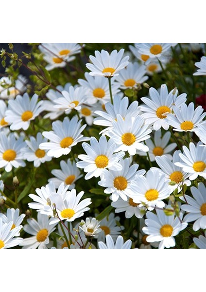 Beyaz Papatya Çiçeği 3 Adet fırsatları