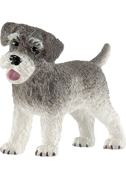 Minyatür Schnauzer 13892