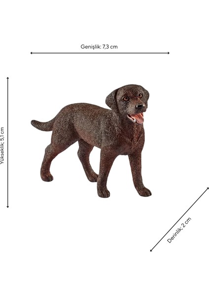 Dişi Labrador Retriever 13834 fiyatları