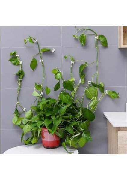 10 Adet Bitki Klipsi Sarmaşık Tutucu Kendinden Yapışkanlı Pratik Ürün modelleri