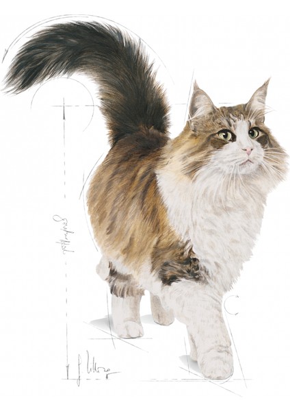 Instinctive Yaş Kedi Maması 85g