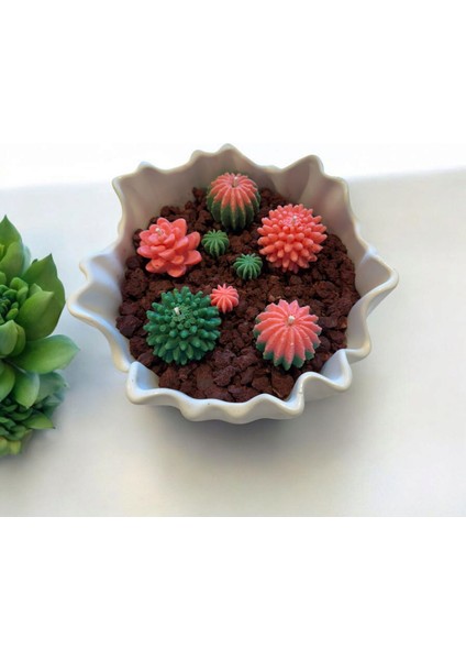 Sukulent Kase Mum modelleri