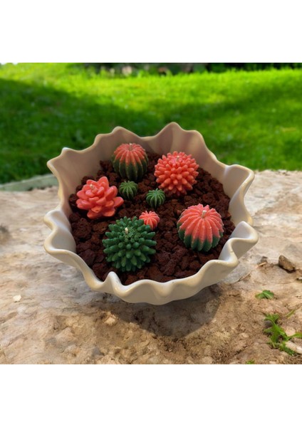 Sukulent Kase Mum indirimleri