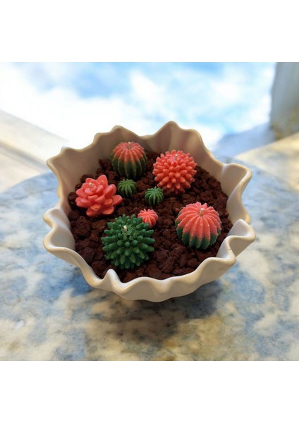 Sukulent Kase Mum