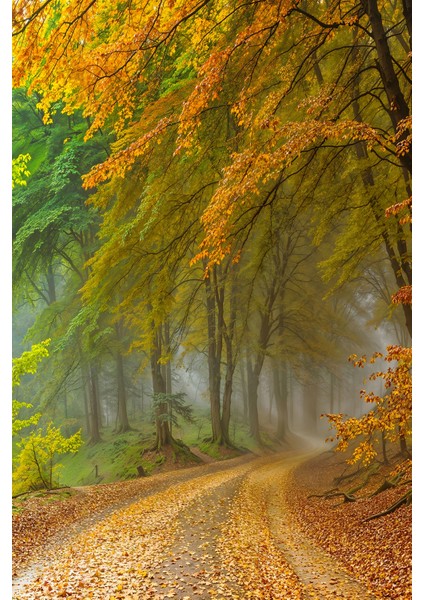 Sisli Ormanda Sonbahar Manzaralı Tekstil Duvar Kağıdı modelleri