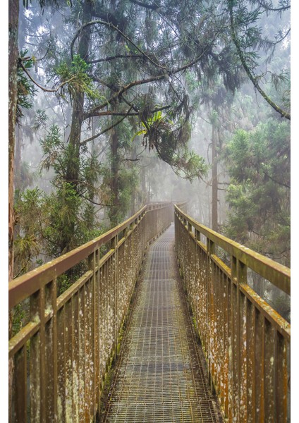 Ahşap Köprü ve Sisli Ağaçlar Manzaralı Duvar Kağıdı modelleri