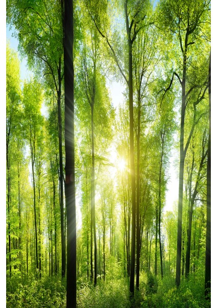 Yeşil Orman Güneş Işığı Manzaralı Tek Parça Duvar Kağıdı modelleri