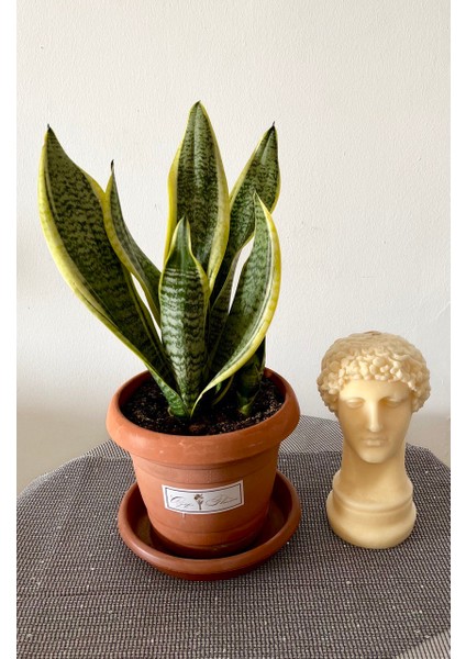 Sansevieria Trifasciata-Paşa Kılıcı -Kılıç Çiçeği-Salon Bitkisi