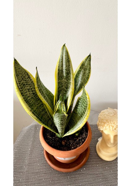 Sansevieria Trifasciata-Paşa Kılıcı -Kılıç Çiçeği-Salon Bitkisi fiyatları