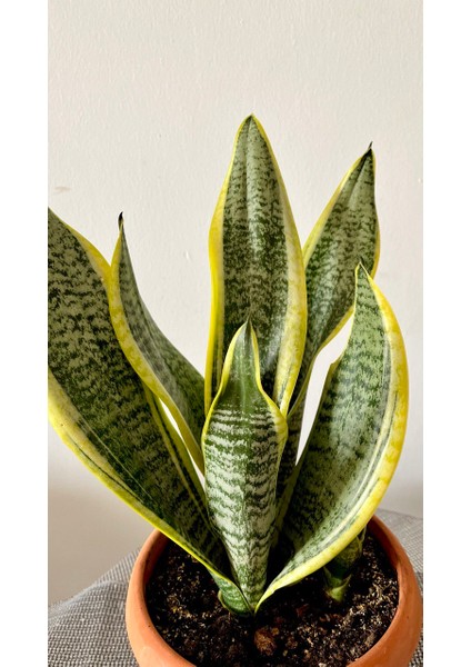 Sansevieria Trifasciata-Paşa Kılıcı -Kılıç Çiçeği-Salon Bitkisi modelleri