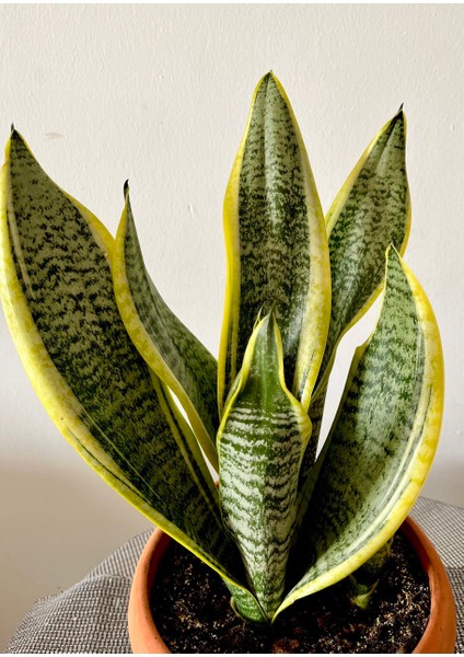Sansevieria Trifasciata-Paşa Kılıcı -Kılıç Çiçeği-Salon Bitkisi fırsatları