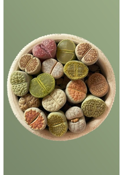 Lithops Ssp