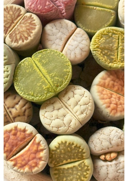 Lithops Ssp fiyatları