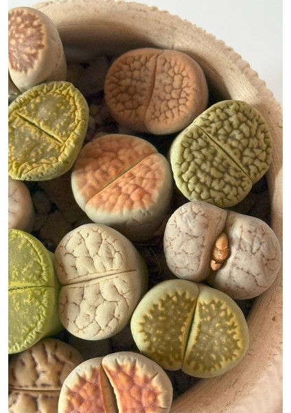 Lithops Ssp modelleri