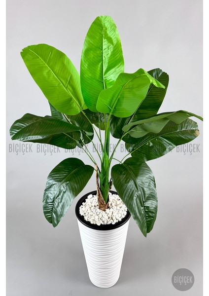 Muz Ağacı Tek Gövde 125-150 cm fiyatları