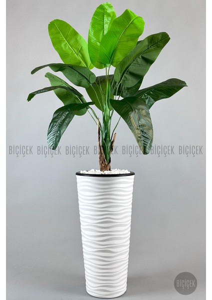 Muz Ağacı Tek Gövde 125-150 cm modelleri