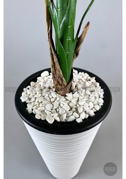 Muz Ağacı Tek Gövde 125-150 cm fırsatları