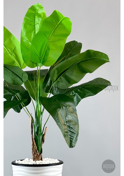 Muz Ağacı Tek Gövde 125-150 cm indirimleri