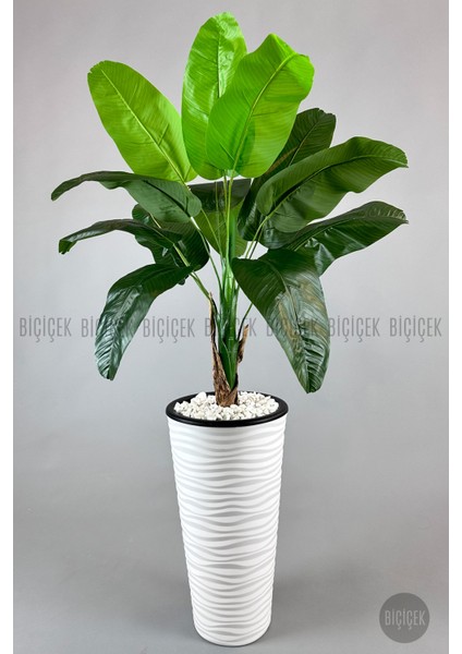 Muz Ağacı Tek Gövde 125-150 cm