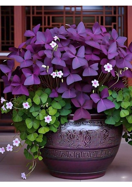 Mor Süs Yoncası 20–30 cm Saksıda Renkli Yapraklı, Kolay Bakımlı Bitki
