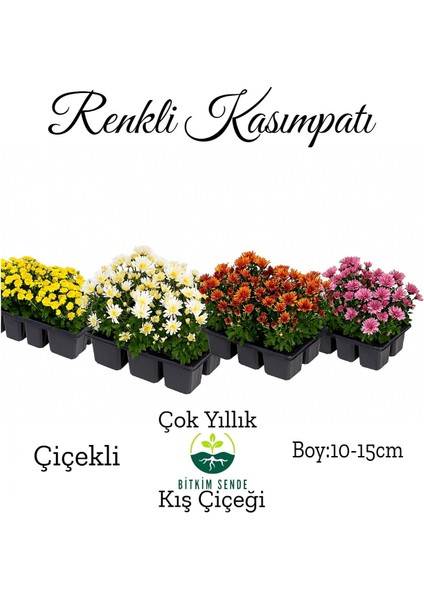 Renkli Mini Kasımpatı 10 Adet 10-15CM Pembe Beyaz Turncu Sarı Mor Çiçekli Mini Bitki