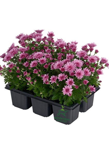 Renkli Mini Kasımpatı 10 Adet 10-15CM Pembe Beyaz Turncu Sarı Mor Çiçekli Mini Bitki indirimleri