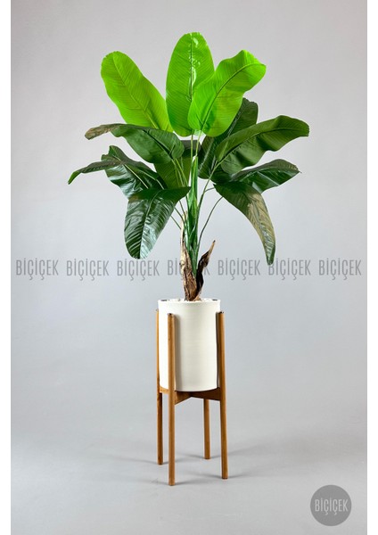 Muz Ağacı Tek Gövde 125-150 cm indirimleri