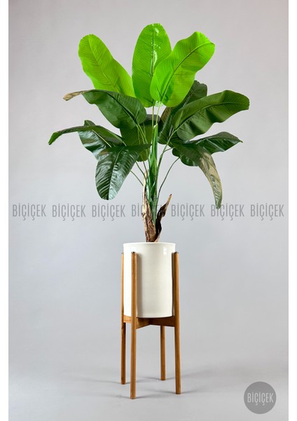 Muz Ağacı Tek Gövde 125-150 cm modelleri