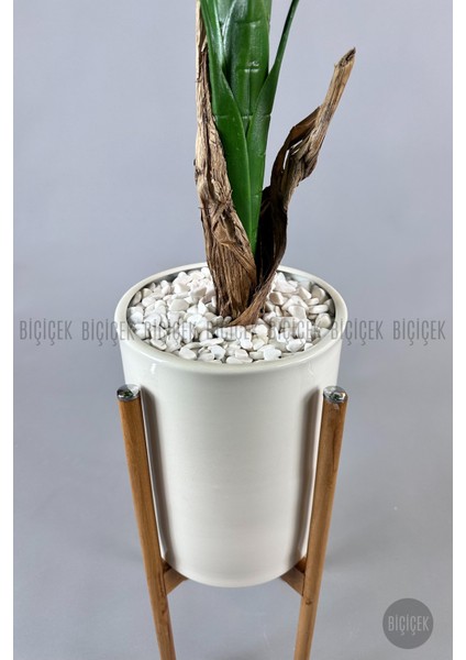 Muz Ağacı Tek Gövde 125-150 cm fiyatları