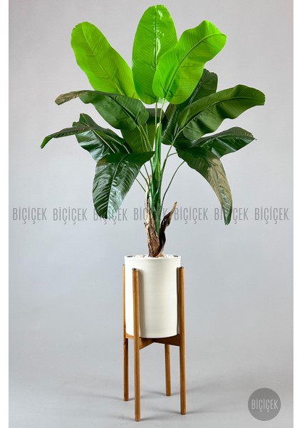 Muz Ağacı Tek Gövde 125-150 cm fırsatları