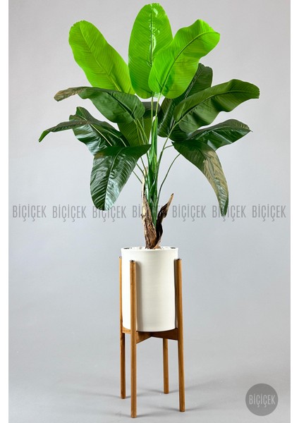 Muz Ağacı Tek Gövde 125-150 cm