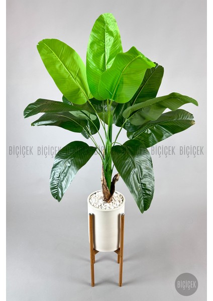 Muz Ağacı Tek Gövde 125-150 cm