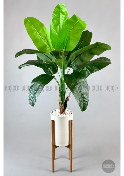 Muz Ağacı Tek Gövde 125-150 cm