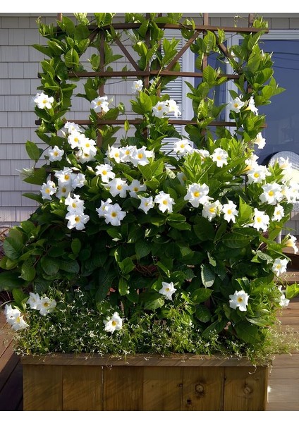 Beyaz Mandevilla Sarmaşık Bitkisi 30–60 cm Zarif Çiçekli Saksı Bitkisi