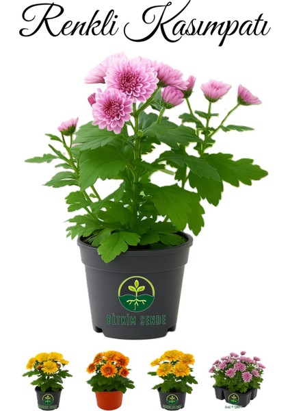 Karışık Renkli Mini Kasımpatı 10–15 cm Saksıda 3 Adet Canlı Pembe Turuncu Sarı Mor