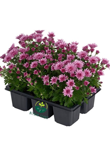 Karışık Renkli Mini Kasımpatı 10–15 cm Saksıda 3 Adet Canlı Pembe Turuncu Sarı Mor fiyatları