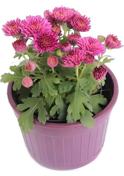 Karışık Renkli Mini Kasımpatı 10–15 cm Saksıda 3 Adet Canlı Pembe Turuncu Sarı Mor modelleri