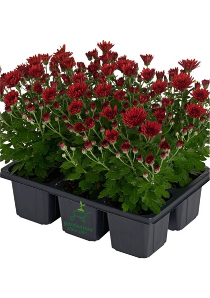 Mini Kasımpatı Kırmızı Renkli 5 Adet 10–15 cm Canlı Çiçekli Dekor Bitkisi fiyatları