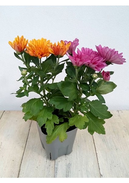 Pembe Turuncu 2 Adet Mini Kasımpatı Çiçeği 10-15CM Saksılı Chrysanthemum