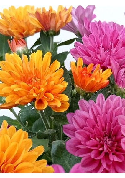 Pembe Turuncu 2 Adet Mini Kasımpatı Çiçeği 10-15CM Saksılı Chrysanthemum fiyatları