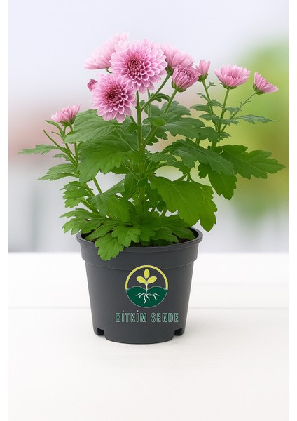 Pembe Turuncu 2 Adet Mini Kasımpatı Çiçeği 10-15CM Saksılı Chrysanthemum modelleri