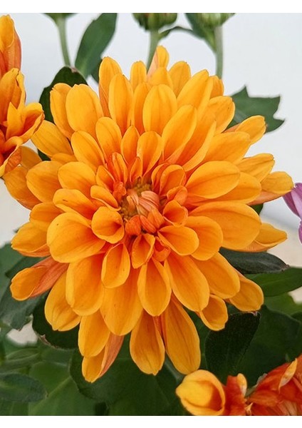 Pembe Turuncu 2 Adet Mini Kasımpatı Çiçeği 10-15CM Saksılı Chrysanthemum indirimleri