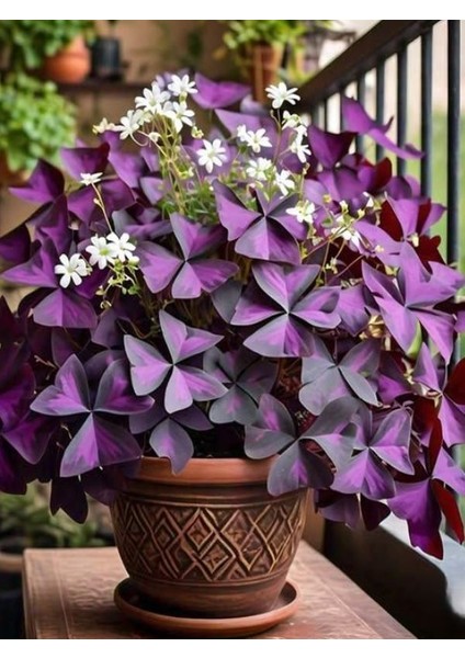 Süs Yoncası Mor Yapraklı Uyku Çiçeği 20–30 Cm, Iç Mekan Saksı Bitkisi