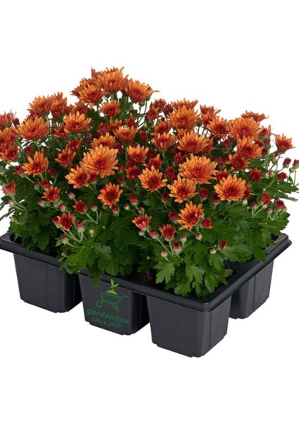 Turuncu Çiçekli Mini Kasımpatı 10–15 cm – Bahçe ve Balkon Için Ideal Chrysanthemum