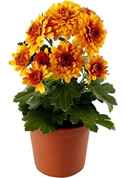 Turuncu Çiçekli Mini Kasımpatı 10–15 cm – Bahçe ve Balkon Için Ideal Chrysanthemum fiyatları