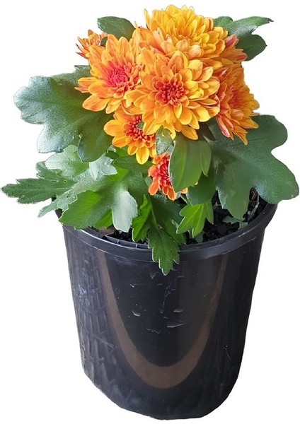 Turuncu Çiçekli Mini Kasımpatı 10–15 cm – Bahçe ve Balkon Için Ideal Chrysanthemum modelleri
