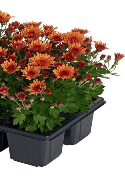Turuncu Çiçekli Mini Kasımpatı 10–15 cm – Bahçe ve Balkon Için Ideal Chrysanthemum fırsatları