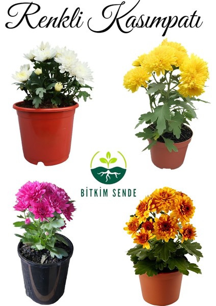 Mini Kasımpatı (Chrysanthemum Morifolium) 10–15 cm 4 Adet Karışık Renkli